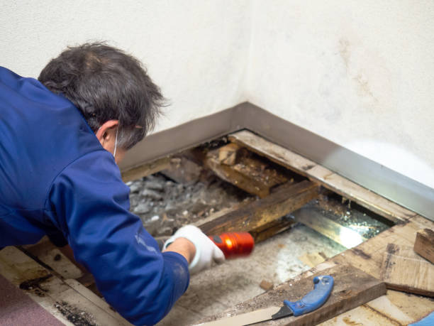 Best Toxic Mold Removal  in Rowland Heights, CA