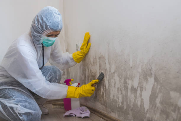 Best Attic Mold Removal  in Rowland Heights, CA