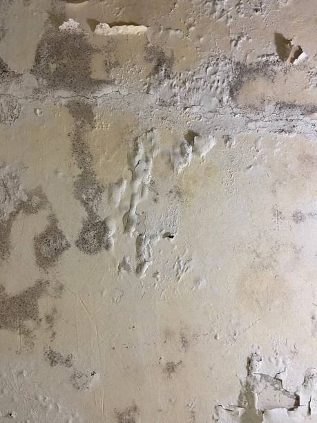 Best Professional Mold Removal  in Rowland Heights, CA
