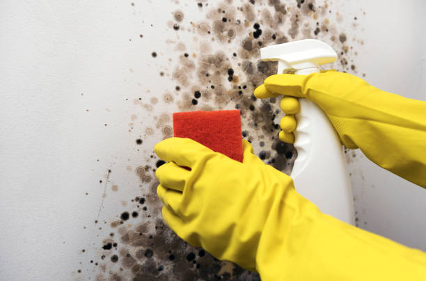 Best Local Mold Removal Service  in Rowland Heights, CA
