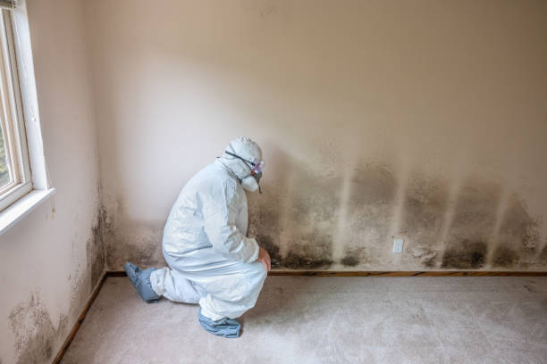 Best Attic Mold Removal  in Rowland Heights, CA