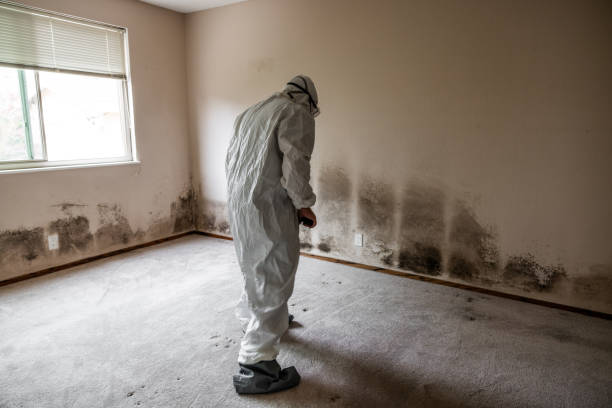 Best Toxic Mold Removal  in Rowland Heights, CA