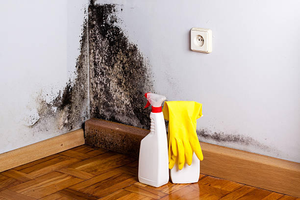 Best Local Mold Removal Service  in Rowland Heights, CA