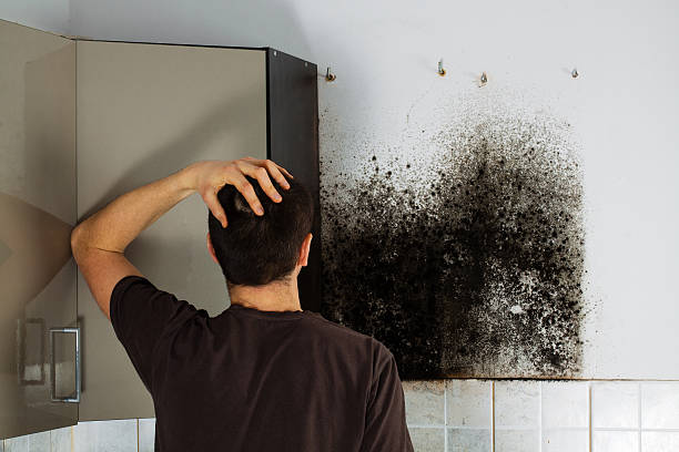 Reliable Rowland Heights, CA Mold Removal Solutions