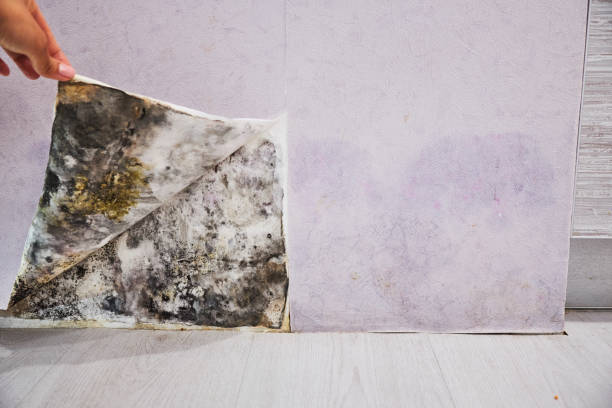 Professional Mold Removal in Rowland Heights, CA